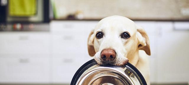 宠物犬误食牙膏后的应对措施（一份教你如何保护宠物的详细指南）