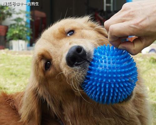 宠物犬误食牙膏后的应对措施（一份教你如何保护宠物的详细指南）