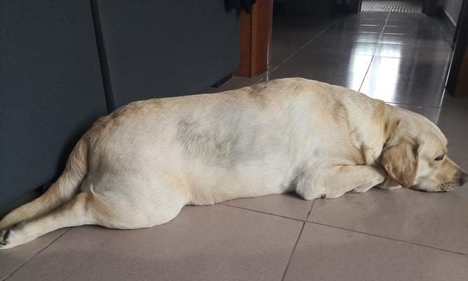 狗狗车祸后的饮食问题（如何为受伤的宠物提供营养均衡的饮食）