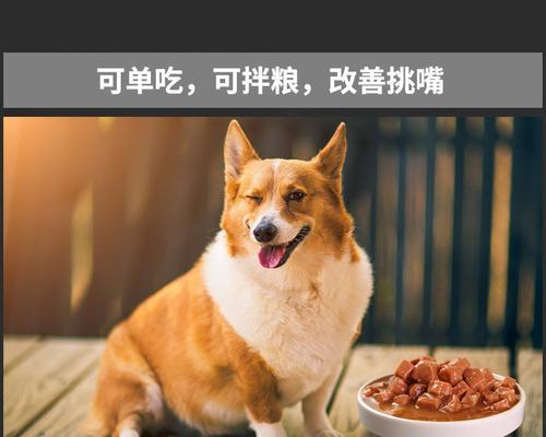 狗狗吃鸡肉长肉（科学喂养）