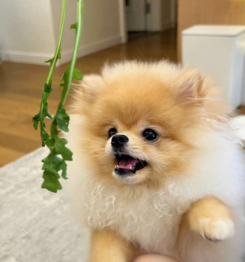 狗狗可以吃芝麻吗（宠物饮食中的芝麻营养价值）