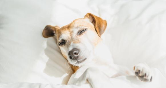 宠物狗每天睡眠不足的原因与对策（探究狗狗睡眠不足的根本问题）