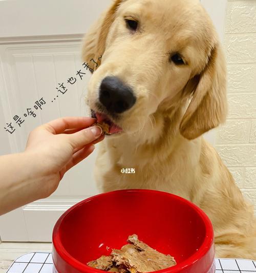 狗狗可以吃哪些蔬菜（营养美味的蔬菜在宠物饮食中的重要性）