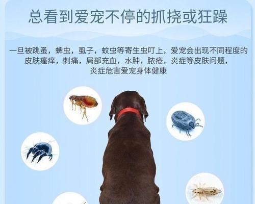 如何正确地给狗狗洗澡以避免驱虫效果的降低