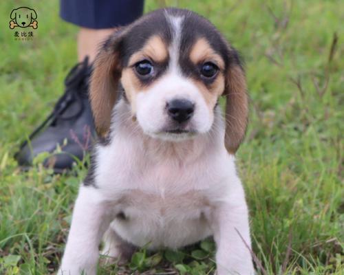 如何培养一只优秀的打猎犬（以宠物为主）