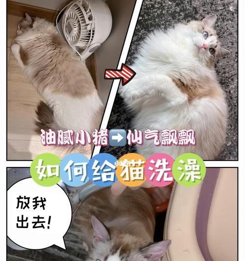 猫咪沐浴大揭秘（以宠物为主）