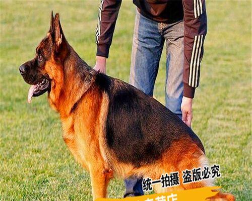 如何科学喂养德牧幼犬（宠物健康从饮食开始）