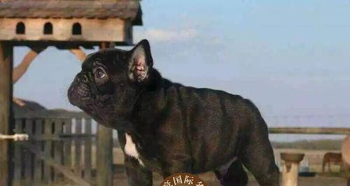 斗牛犬小狗价格解析（探究斗牛犬小狗售价的因素和市场情况）