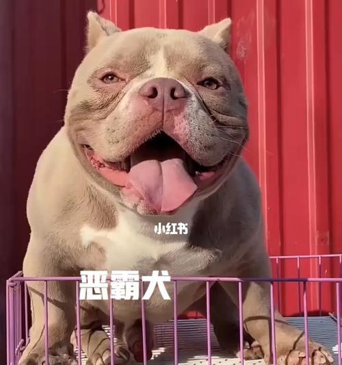 如何应对恶霸犬不听话的情况（掌握训练技巧）