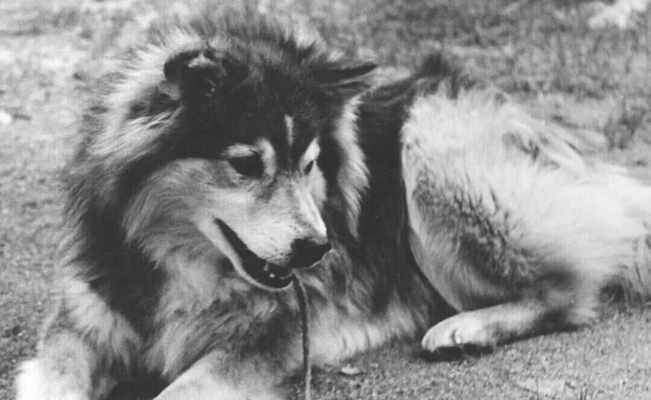 芬兰拉普猎犬的饮食指南（宠物狗该如何科学合理的饮食）