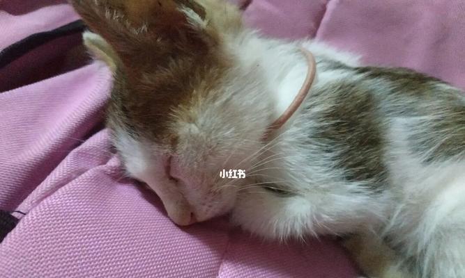 初养小猫需要注意的养护之道（如何照顾刚出生的小猫）