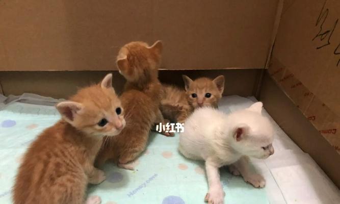 如何养护刚出窝的小猫（宠物养成指南）