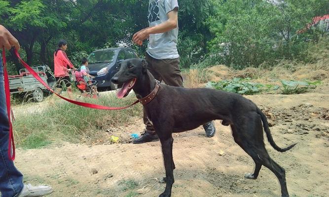 以格慧犬的身高为何如此重要（探讨以格慧犬身高的影响因素及如何正确衡量其高度）