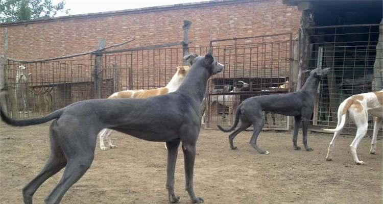 如何为格力幼犬提供最佳饮食（营养均衡）