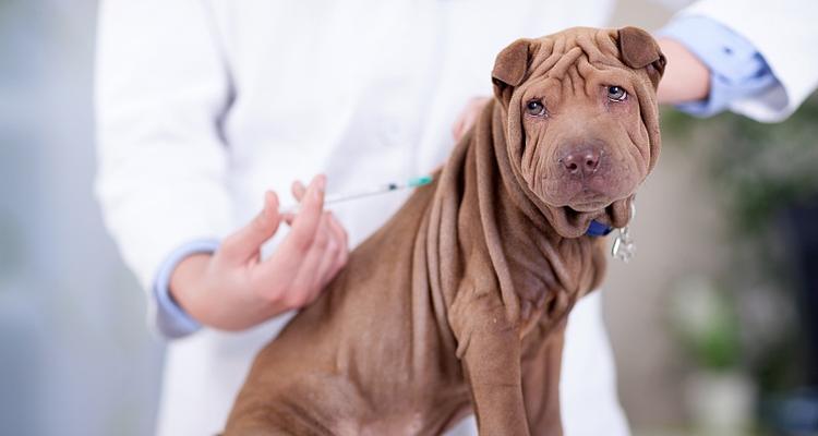 给狗打针孕苗的必要性（宠物医疗保健的重要性与注意事项）