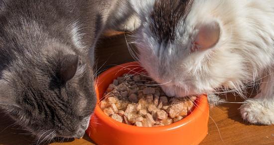 小猫可以吃生鱼吗（探讨小猫的饮食习惯与饮食安全）