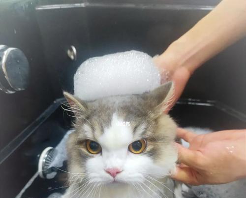 小猫洗澡必备指南（宠物护理）