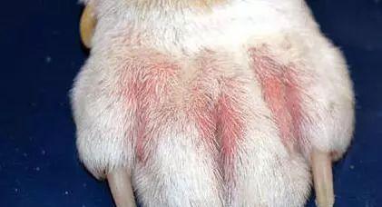 宠物犬皮肤炎如何治疗（从饮食、洗浴到药物）
