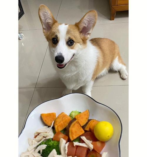 狗狗的饮食习惯与身材控制（揭秘狗狗的饮食坑）