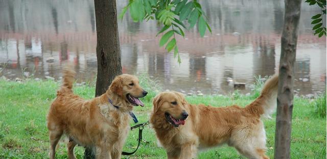 宠物犬打架输了该如何处理（教你正确应对狗狗打架失败的情况）