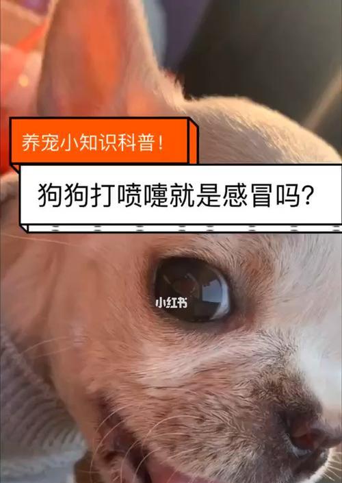 狗狗打喷嚏，这是为什么（探究狗狗打喷嚏的原因）