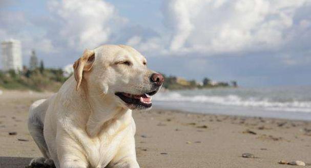 揭秘宠物狗狗的常见疾病（犬体虫）