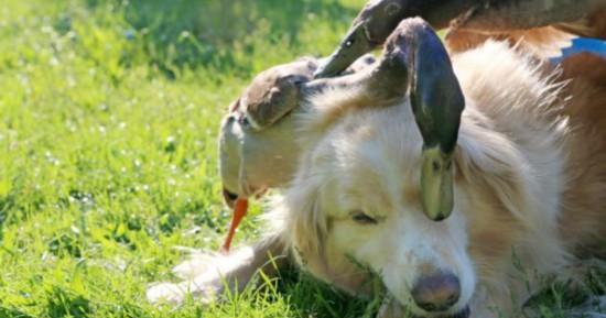 宠物犬为什么喜欢互相闻嗅生殖器（了解狗狗社交行为及其与人类的不同点）