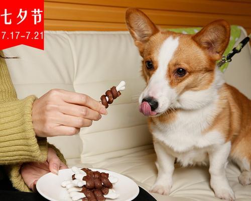 狗狗可否吃猫零食（探究狗狗食用猫零食的危险性与可行性）