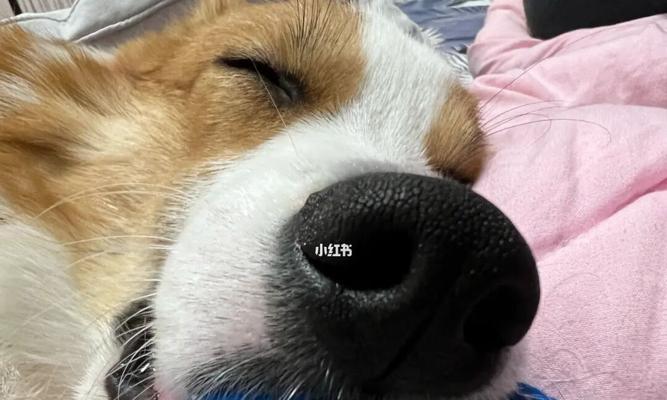 狗狗睡眠障碍（如何帮助狗狗缓解睡眠障碍）