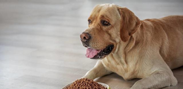 如何合理搭配狗粮满足宠物犬的口感需求（以狗狗稀饭为例）