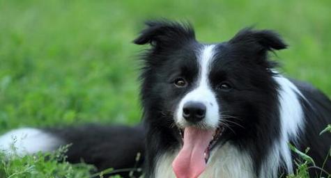 揭秘边境牧羊犬不吃狗粮的真相（探究边境牧羊犬饮食偏好的原因）