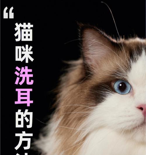 如何为宠物猫咪洗耳朵（安全有效的耳部清洁方法）