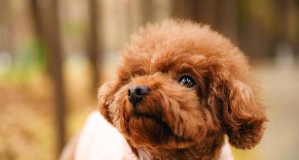 狗狗九岁必知——注意健康、营养和生活习惯（关注老年犬的生理和心理变化）