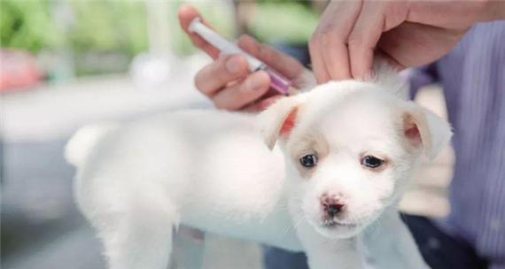 宠物狂犬病传递母婴的危害（从狗狗到孩子）