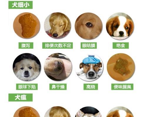 狗狗细小犬瘟潜伏期解析（揭开狗狗细小犬瘟潜伏期的奥秘）