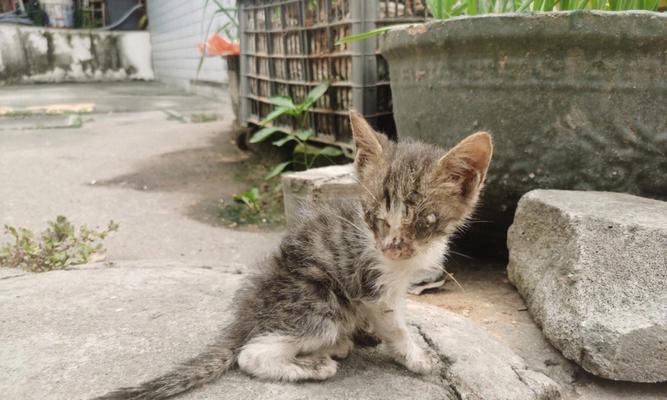 捡到断腿小猫的成长历程（一只小猫的坎坷成长之路）