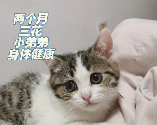 两个月大的猫咪应该吃什么（以宠物为主）