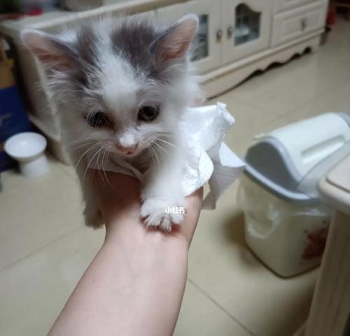 宠物猫拉肚子怎么办（解决宠物猫腹泻的方法和食物推荐）