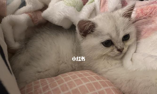 预防和治疗方法让您的猫健康快乐（预防和治疗方法让您的猫健康快乐）