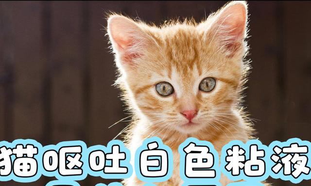 猫吐白色黏液的原因及应对方法（宠物主人必看）