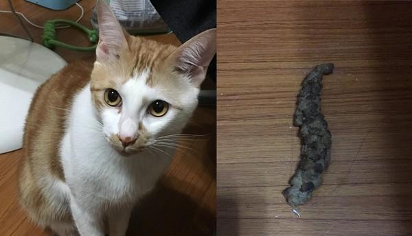 猫咪便便的奥秘剖析（探索不同形状的猫咪便便与健康关系）