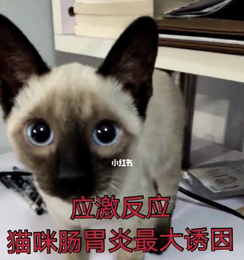 猫咪肠胃炎的治疗针剂（掌握宠物健康的关键）