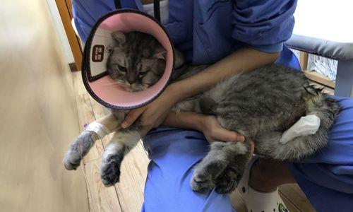 猫咪麻药死亡症状详解（以宠物为主）