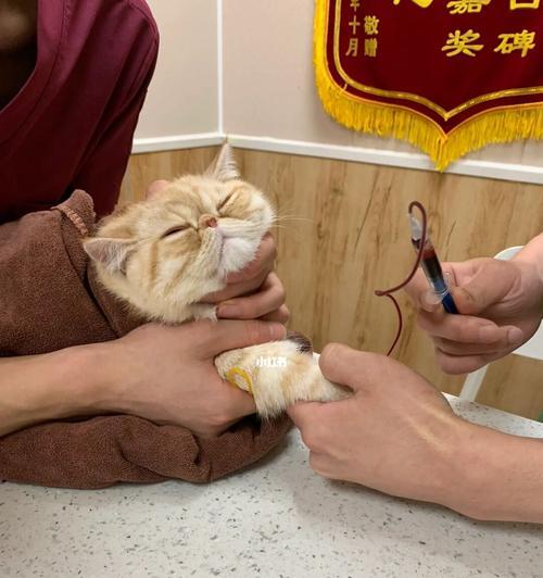 猫咪导尿后恢复时间详解（宠物主人必读）