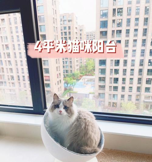 猫咪放阳台还是厕所（探讨宠物猫在阳台和厕所中的优缺点及应对方法）