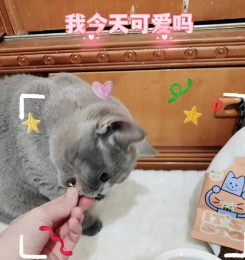 猫咪为什么喜欢在喝水之前扒爪子（揭秘猫咪扒爪子的原因和行为习惯）