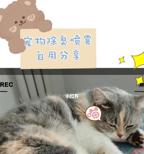 猫咪怀孕症状大揭秘（从行为到身体变化）