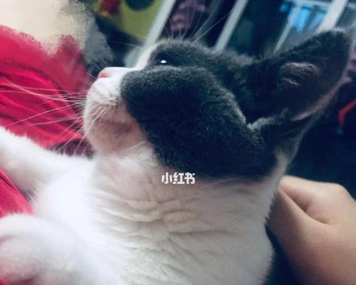 猫咪脱毛时机（宠物猫毛换季全解析）