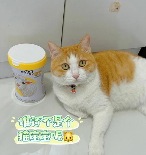 宠物猫咪是否适合饮用奶粉（了解猫咪的消化系统和营养需求）