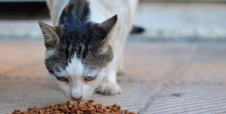 宠物猫咪的食物偏好剖析（揭秘猫咪的口味奥秘）